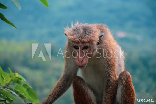 Picture of Neugieriger Affe in freier Natur